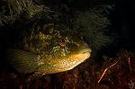 Labrus bergylta 3